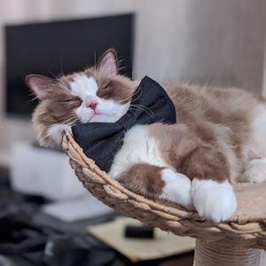 Meet your Posher, Leonid